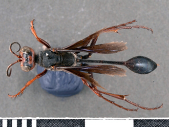 images/Ammophila_calva_SAM_HYM_A009429_type_ female_dorsal_330.jpg